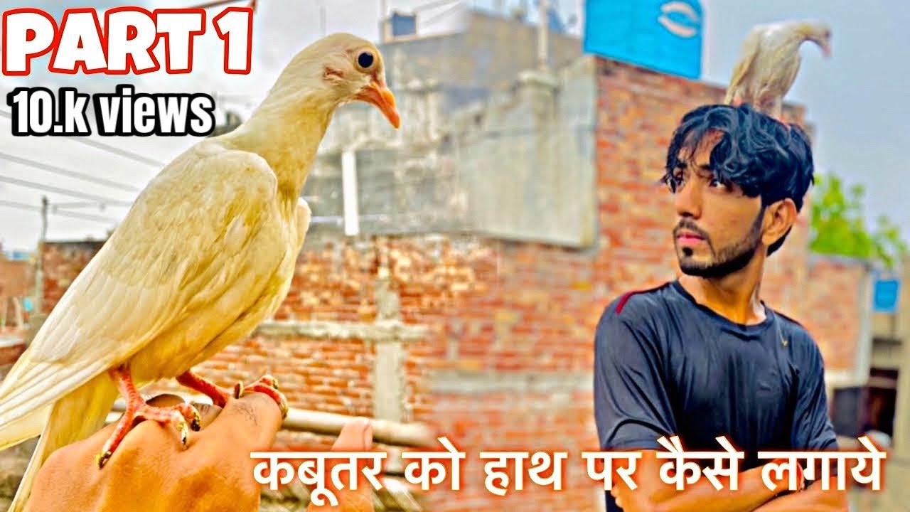 कबूतर को हाथ पर कैसे लगाये…part 1 ❤️🫶🏻🕊️