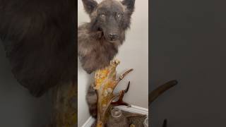 The Story of a Hunt: Handcrafted Wolf Scene
Incredible work from a friend, displaying an Alaskan wolf hunt from years ago.
#wolf #hunter #alaska The Story of a Hunt: Handcrafted Wolf Scene