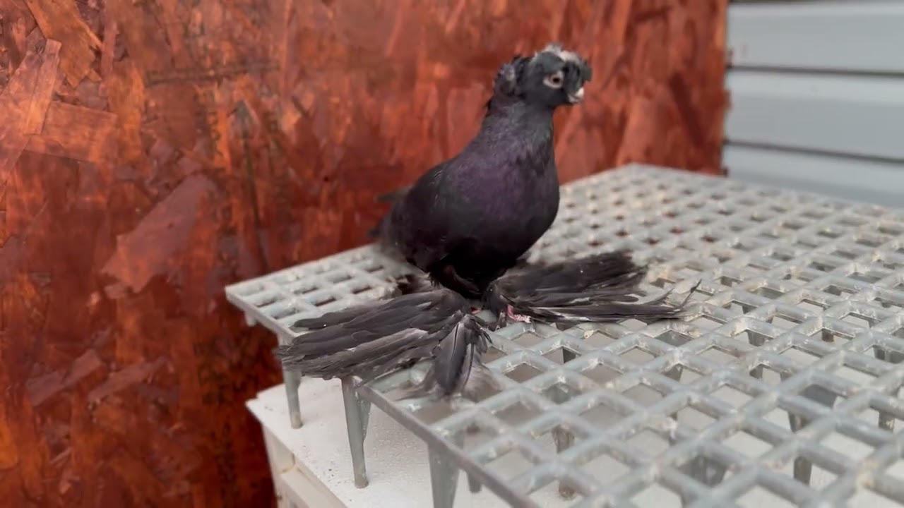 Pigen Uzbek Маладой Жук Год 2025 прадали этова Самца