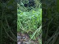 Bán giống cây cỏ voi đt: 0368380380