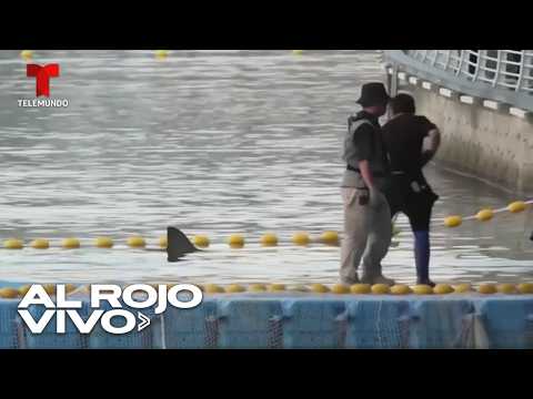 ¡Final feliz para Bukangi! Rescatan a tiburón atrapado por más de un mes