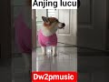 anjing #ngakak #shorts