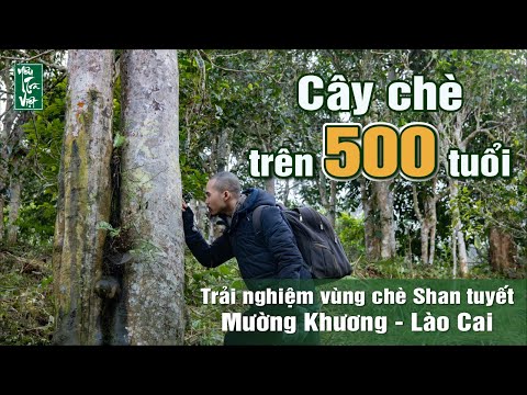 Video Trải nghiệm đồi chè cổ với cây chè Shan tuyết trên 500... - youtube