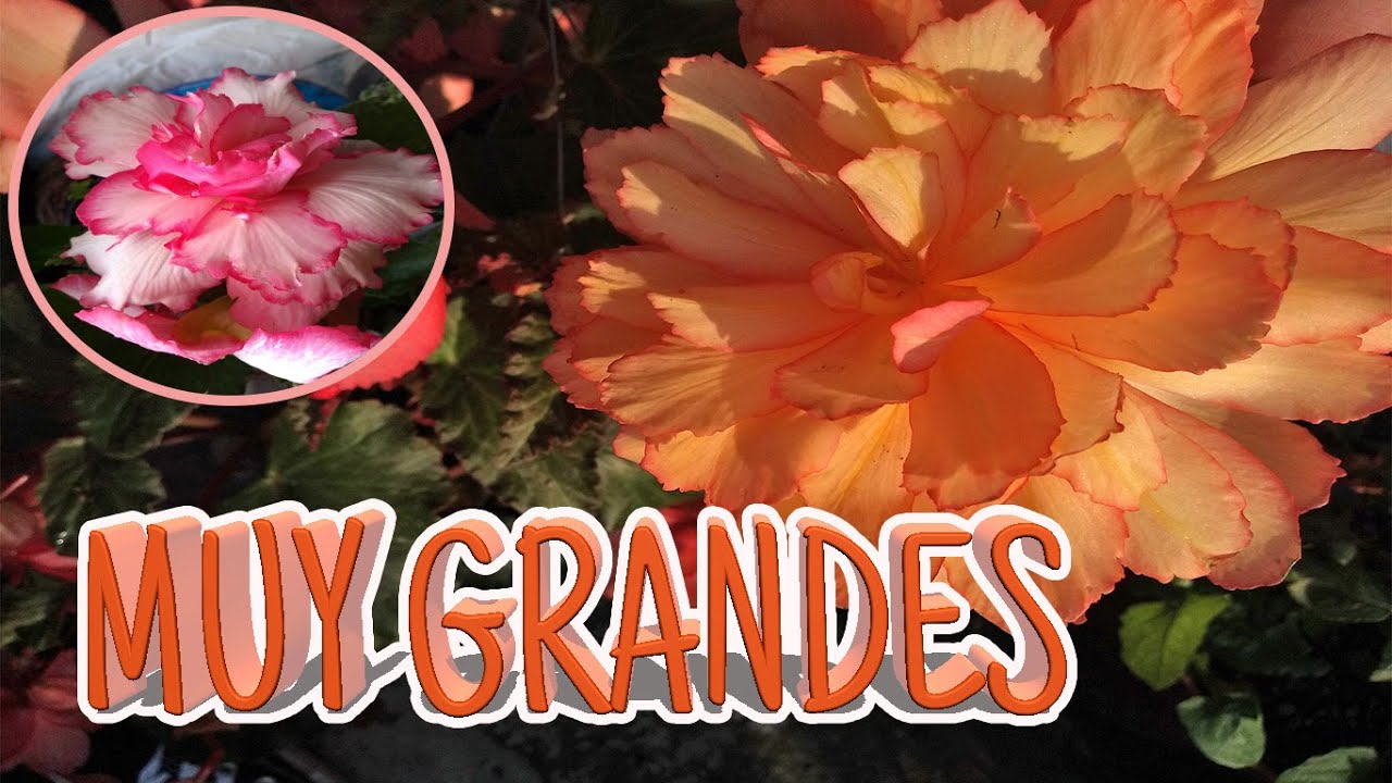 ACTUALIZACIÓN DE MIS BEGONIAS TUBEROSAS  | QUINDE