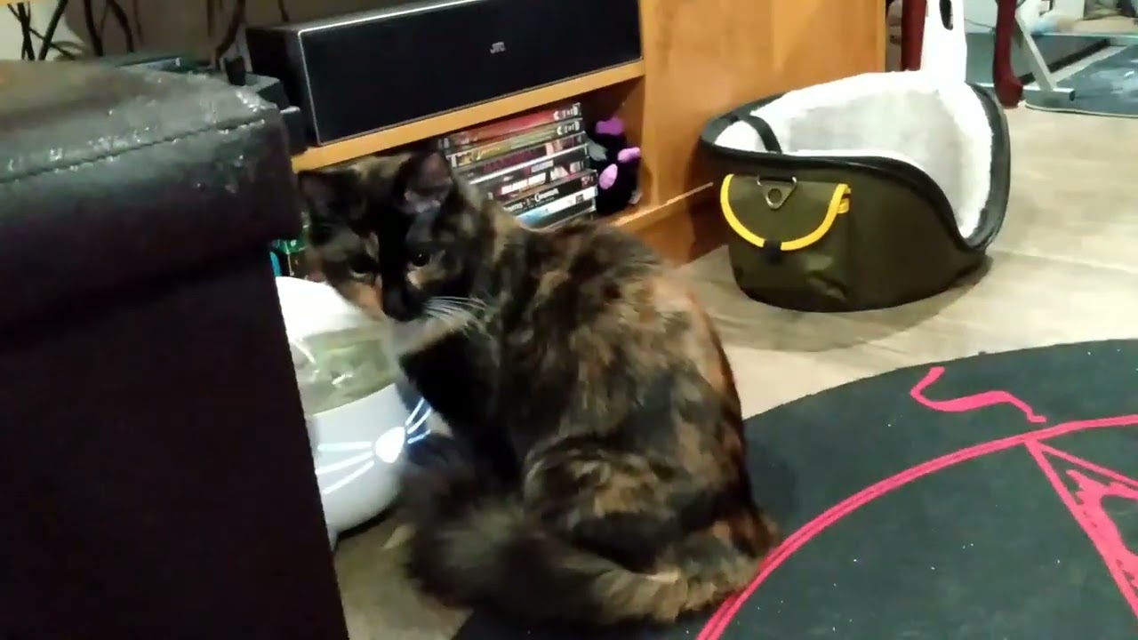 M After Surgery - Beaver Fever is Over! November 25/2024