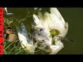 TURTLE and DUCKLING babies TAKE DOWN Sworn ENEMY! **Egret**