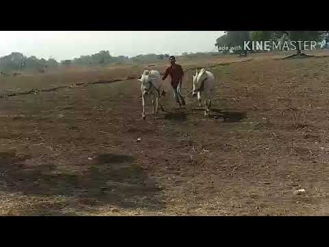 gadi-jhumkyachi-song