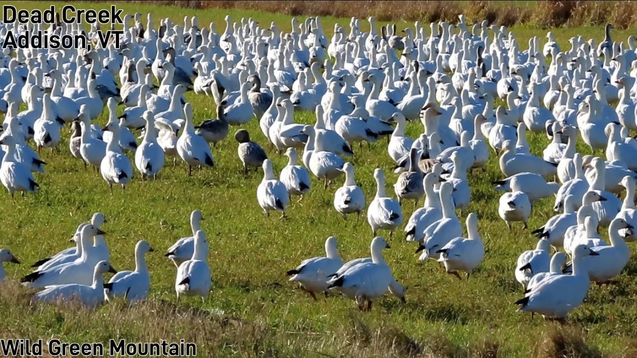 Snow Geese Flying Bathing Dead Creek Addison VT Nov 2021 - YouTube