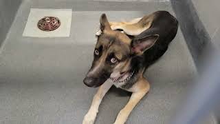 acs A672638