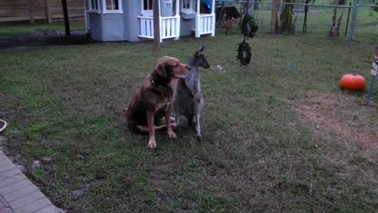 horseshoe bend DOG & KANGAROO are BFF'S...