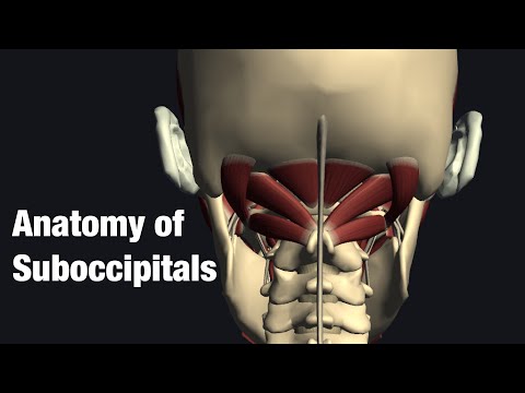 Video: Brengt de obliquus capitis inferior de atlas uit?