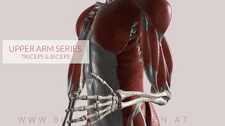 Triceps/ Biceps Flexion & Extension, Upper Arm Series, Part 3a (3D Animation) Biceps Brachii Upper Arm Series Part 2 3d Animation