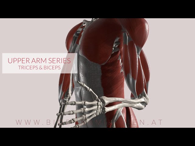 Triceps/ Biceps Flexion & Extension, Upper Arm Series, Part 3a (3D