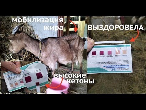 ВЫЛЕЧИЛ МЕТРИТ И ТЯЖЕЛЫЙ КЕТОЗ  У КОЗЫ БЕЗ КАПЕЛЬНИЦ #каквылечитькозу #каквылечитькетоз #козы