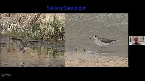 Colorado Shorebird ID with Eric Hynes - A CFO Skil...