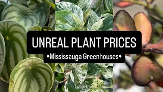 These Tiny Plants Could Save You a Fortune 💸 PLANT SHOPPING | Mississauga Greenhouses 