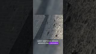 Kambing yang bisa memanjat tebing terjal. #faktaunik #shorts