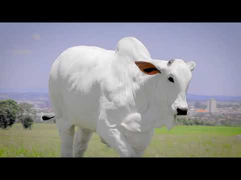 LOTE 5   FTL 1239   ANGELINA JOLIE FIV DA TARLIM