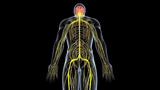 Clase de anatomía de generalidades del plexo lumbar explicado por Grivera profesor de anatomía