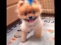 Cute Dog Pictures!
