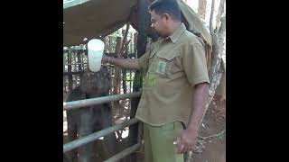 The Wildlife Officer Giving Milk To The Baby Elephant | ゾウの赤ちゃんにミルクを与える野生動物管理官 | Elephant #Shorts