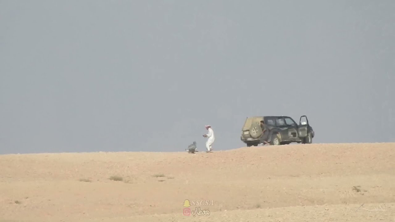 هدد شاهين فصيل على طائر البلشون