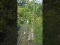 বারোমাসি সুইট কাটিমন আম। #agriculture #mango #farming #bangladesh