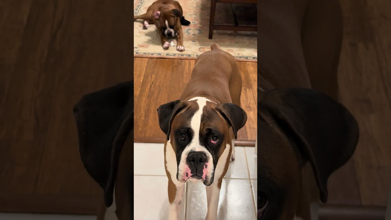 his little wagging tail 😆