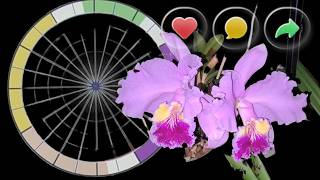 Download Lagu THE BLOOMING CYCLE FOR 8 OF THE MOST PROMINENT CATTLEYA SPECIES IN THE WORLD MP3
