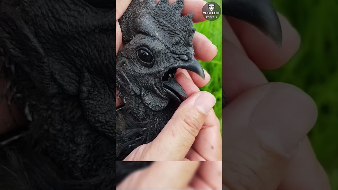 Bu Tavuğun Eti Bile Siyah! 🖤🐔😮
