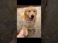Adopted a dog labeled, after being returned twice #sponsored  #dog #goldenretriever #dogmom #natpat