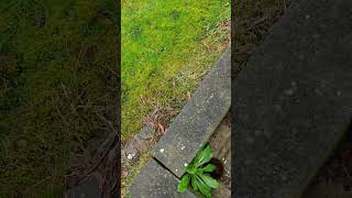 #cimetière #tombes #belgique #taphophile