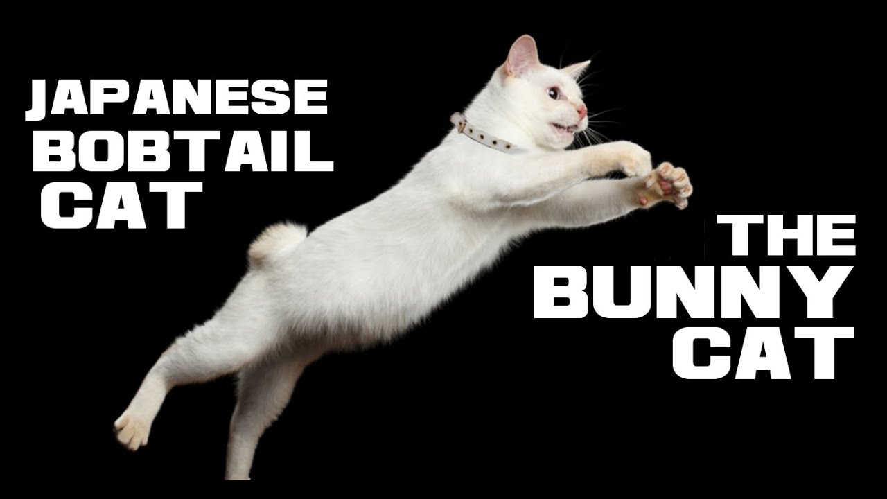 10 Japanese Bobtail Cat Facts - The Bunny Cat - Animal a Day