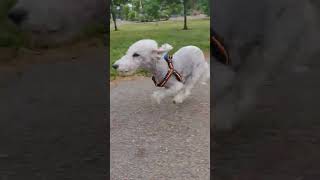Walk, run & shake  Bedlington terrier style  #shorts