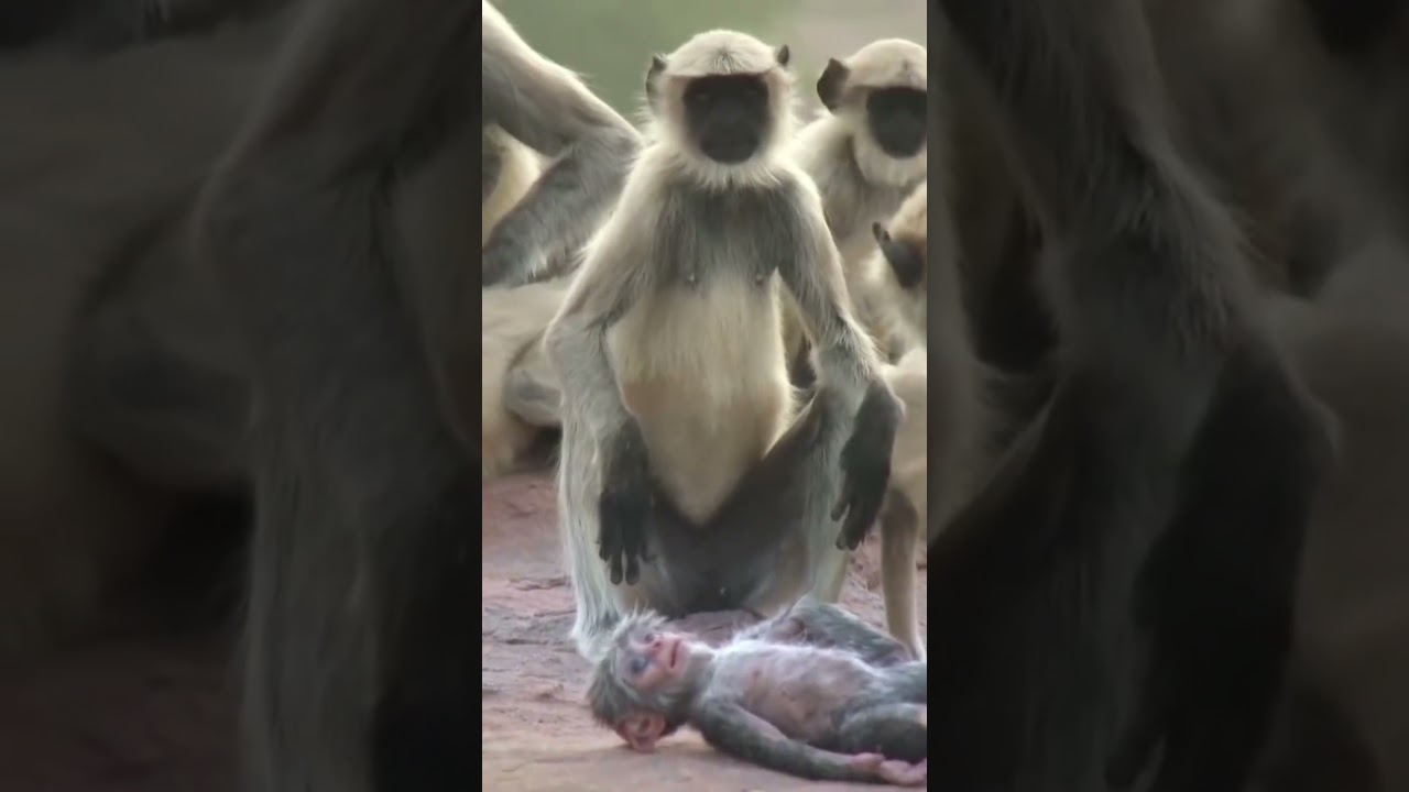 Touching Moment: Monkeys Grieve Over Death 