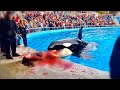 The TERRIFYING Last Moments of Orca Trainer Elise Moreau