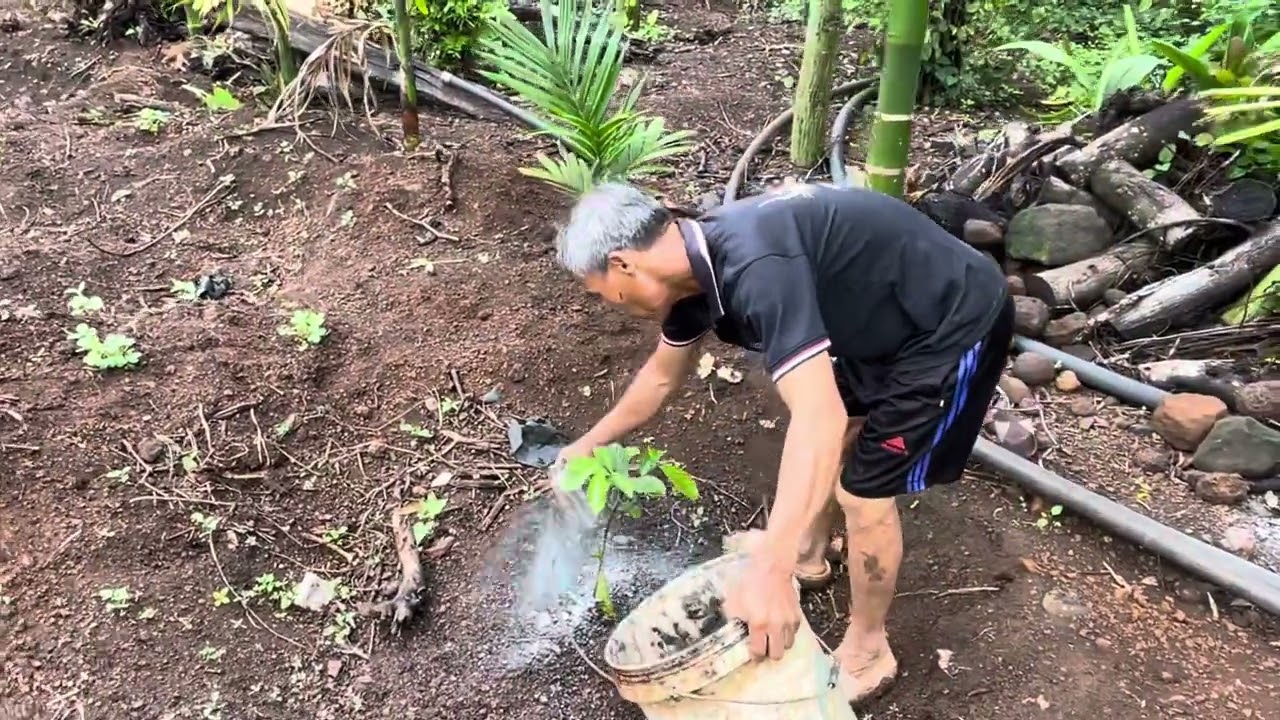 Cha bỏ humic và trichoderma phòng nấm và tuyến trùng cho cà phê con