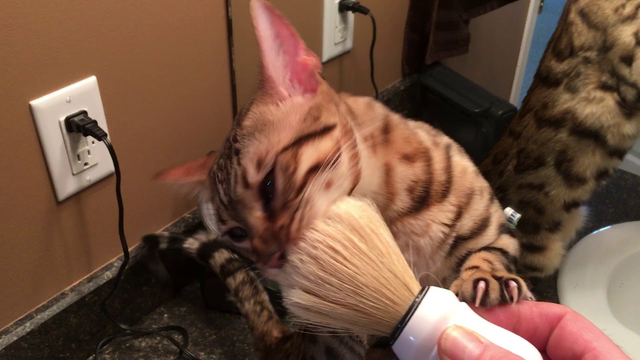 Bengal Kitten and Shaving Brush YouTube