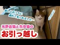 猫たちとお引越し！元野良猫ころちゃんと、先輩猫ゆきむらの新生活が始まります！