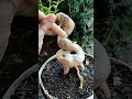 After 2 Month Ground ‼️#asmr #bonsai #bonsaitree #caraperawatanbonsai #garden #snake #plants