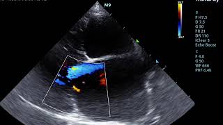 Small Animal Ultrasound - cardiac
