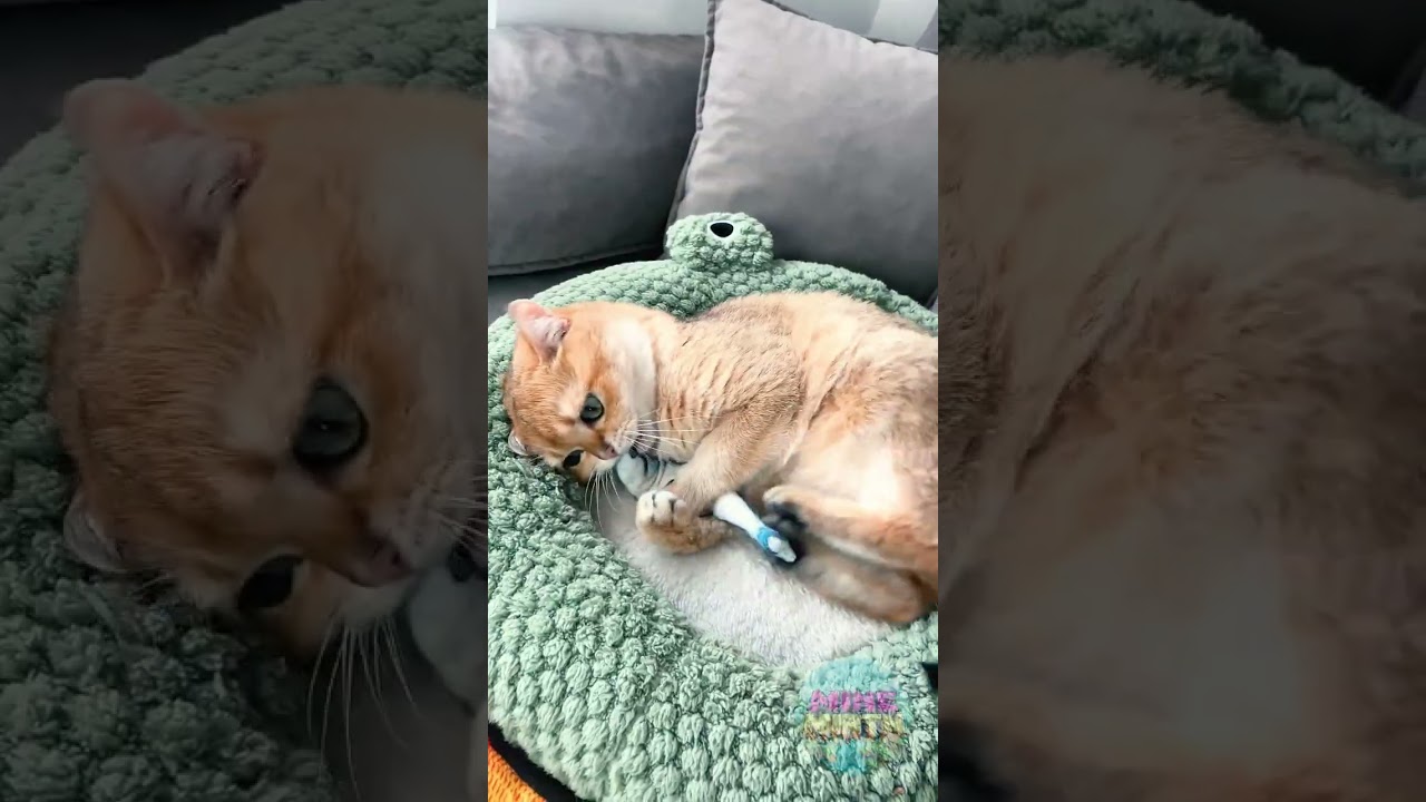 I Pay Rent, But The Cat Rules! 😹👑 