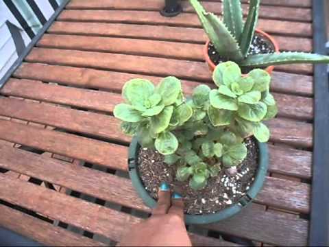 Video: Scaredy Cat Coleus informacija – kas yra Scaredy Cat augalas