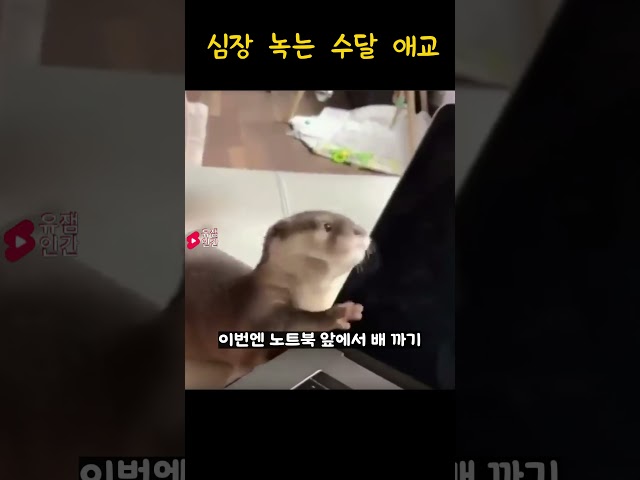 심장 녹는 수달 애교