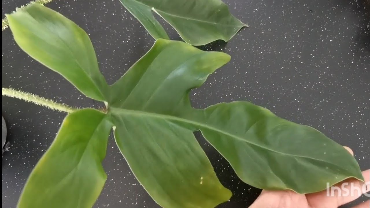 philodendron luftreiniger Philodendron Cordatum | Heartleaf Vining Houseplant