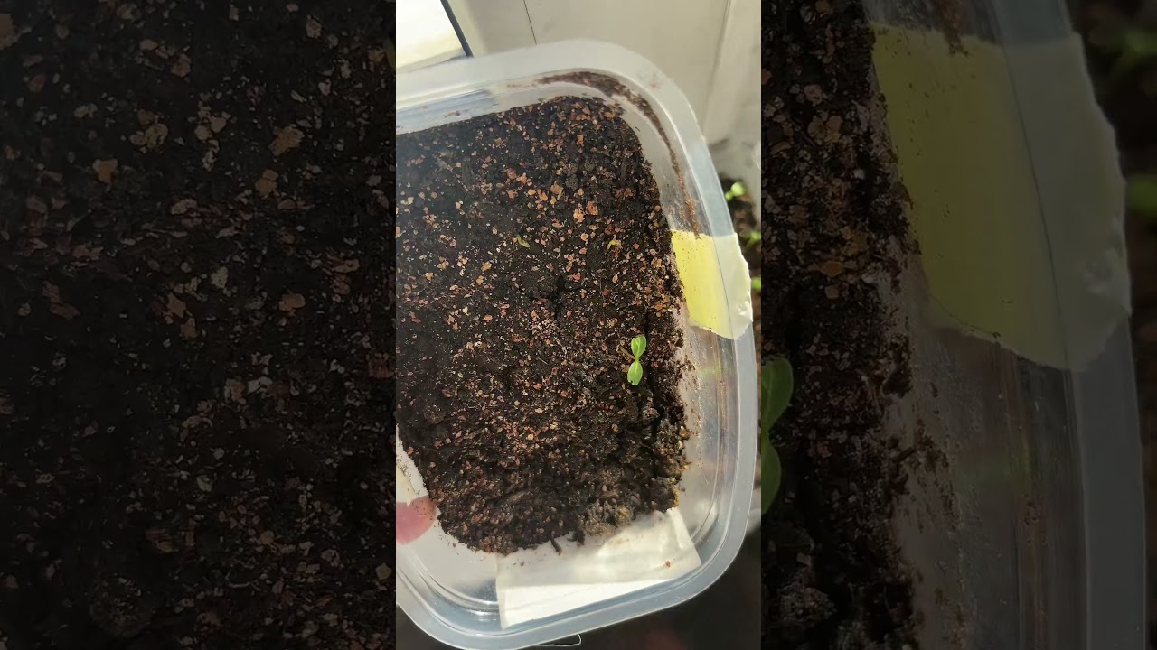 Всходы катарантуса 