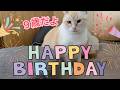 しろちゃん9歳になりました！