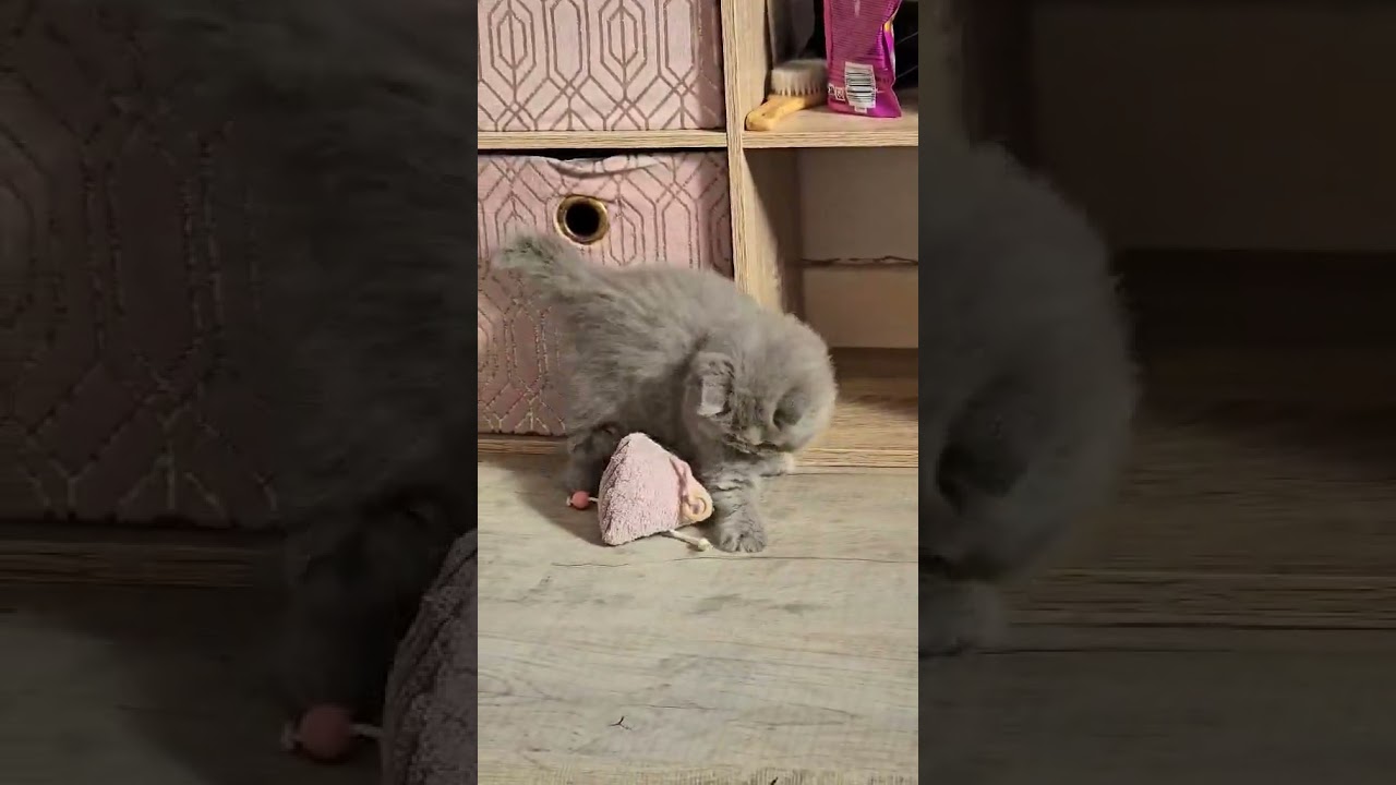 Aujourd’hui on craque totalement devant Anakin un adorable chaton de la Chatterie Syringa's Garden