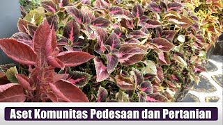 ASET KOMUNITAS DI DESA NGADIRENGGO, KEC. WLINGI, KAB. BLITAR || PRAKTIKUM SOSIOLOGI PERTANIAN