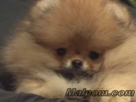 10 week old pomeranian